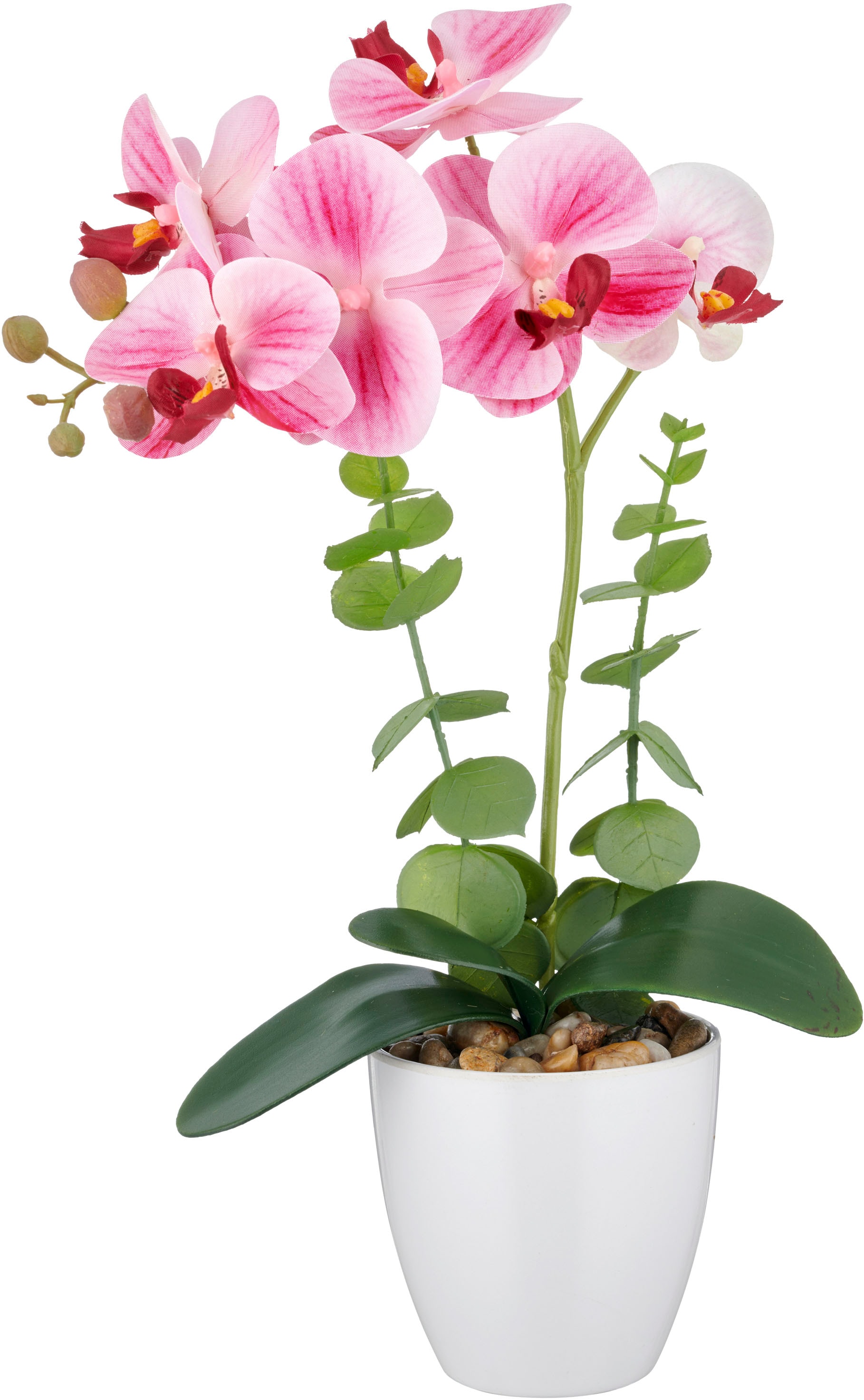 Creativ green Kunstorchidee »Orchidee Phalaenopsis«, mit Eukalyptuszweigen