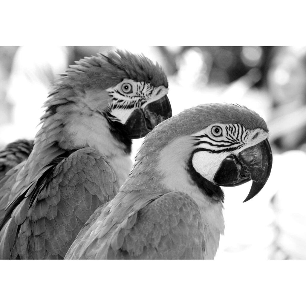 Papermoon Fototapete »Papagei Schwarz & Weiß«