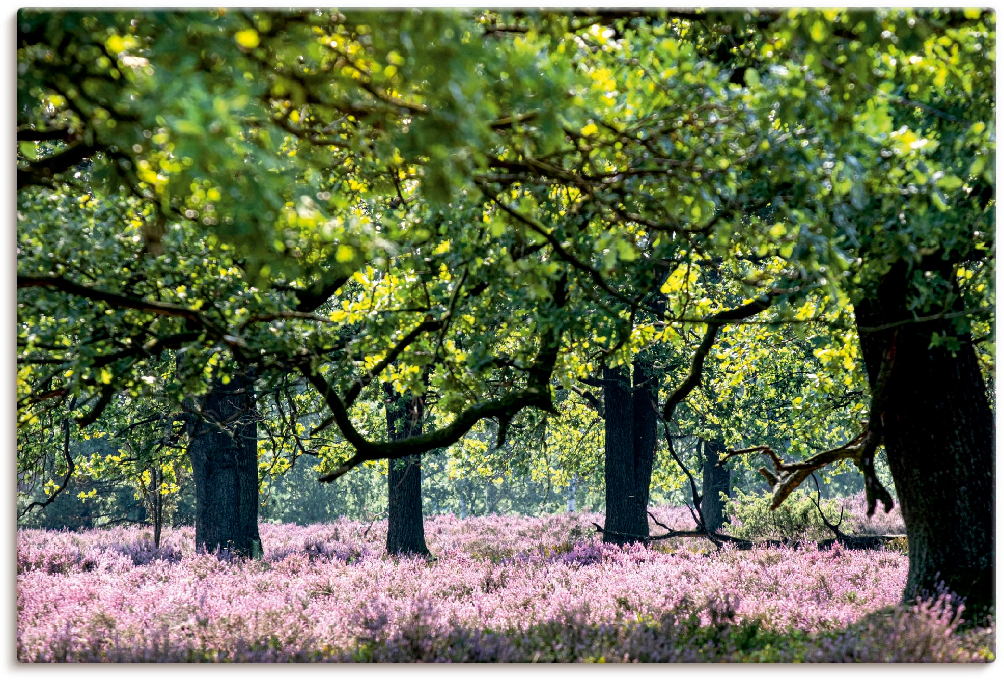 Artland Leinwandbild "Lüneburger Heide", Wiesen & Baumbilder, (1 St.), auf günstig online kaufen