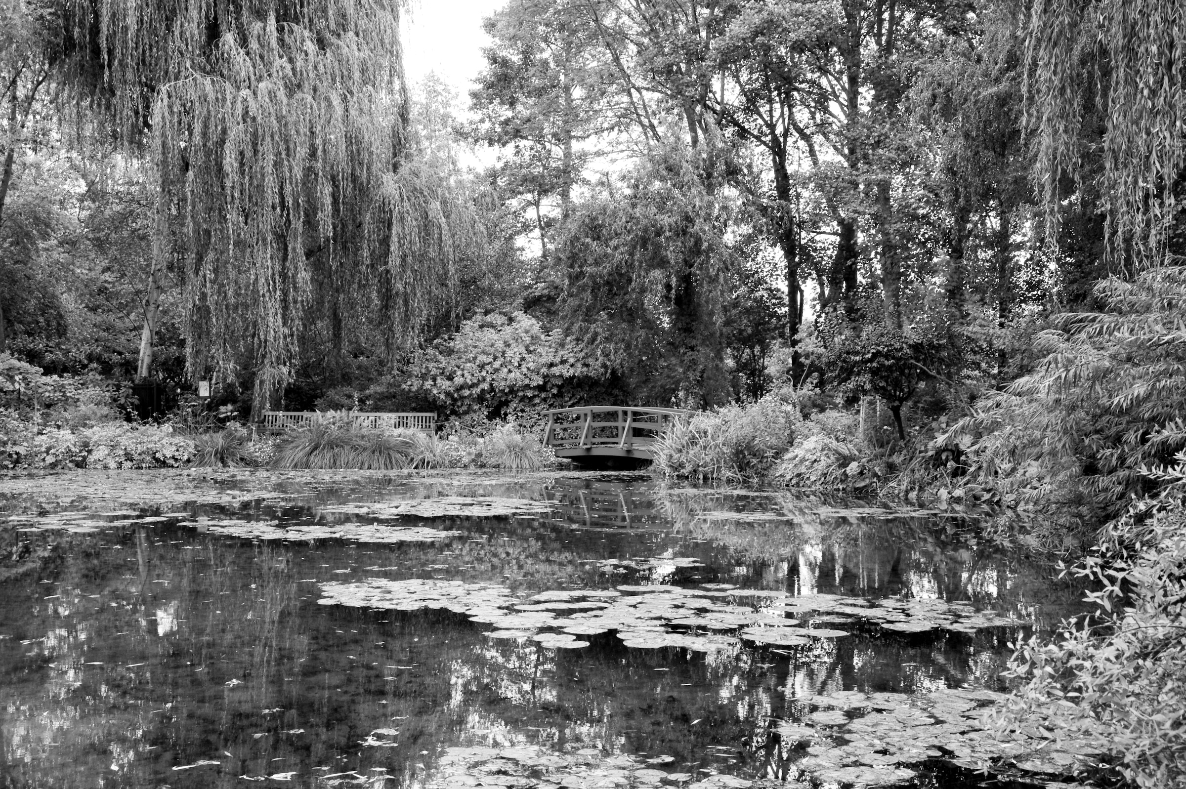 Papermoon Fototapete "Wald Schwarz & Weiß"