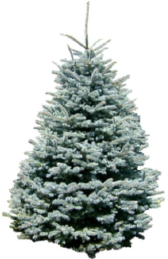 Echter Weihnachtsbaum "Edeltanne, Weihnachtsdeko", 150cm bis 170cm, grün, WEIHNACHTSBAUM GURU, Weihnachtsbäume, zum Aufstellen
