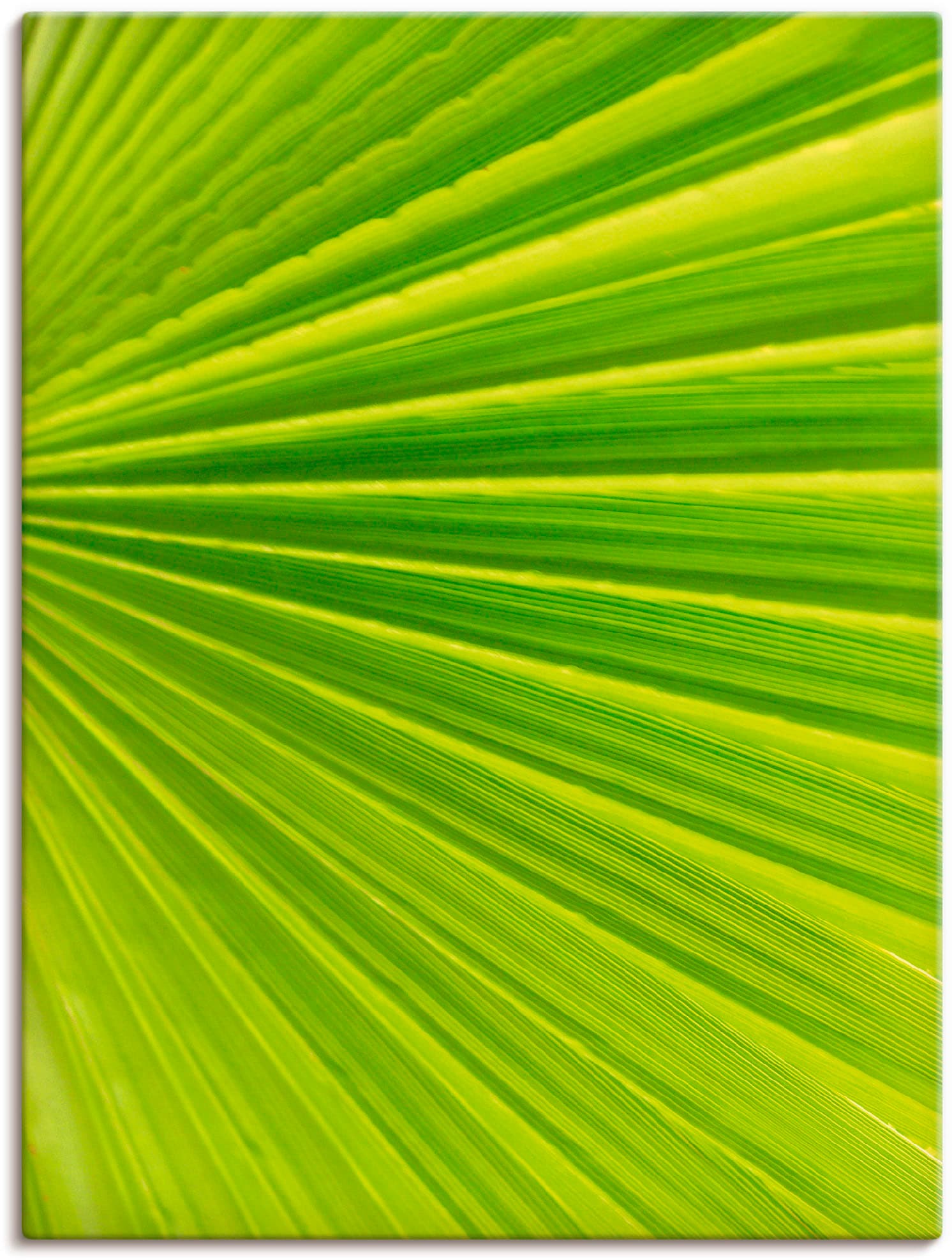 Artland Paveikslas »Palmenblätter« Blätter (1 ...