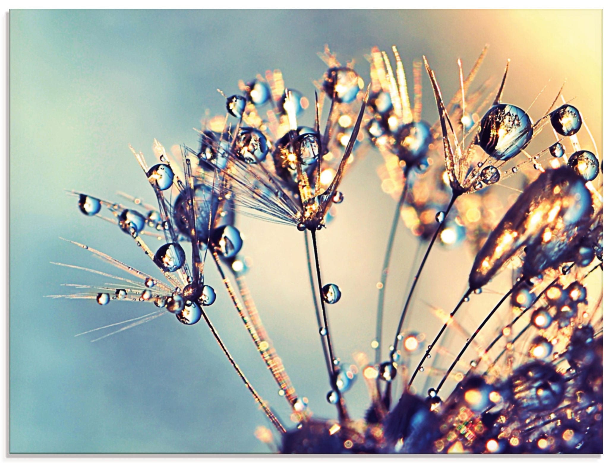 Artland Glasbild "Pusteblume Glitzertau" 1 Stk. tlg. in verschiedenen Größe günstig online kaufen