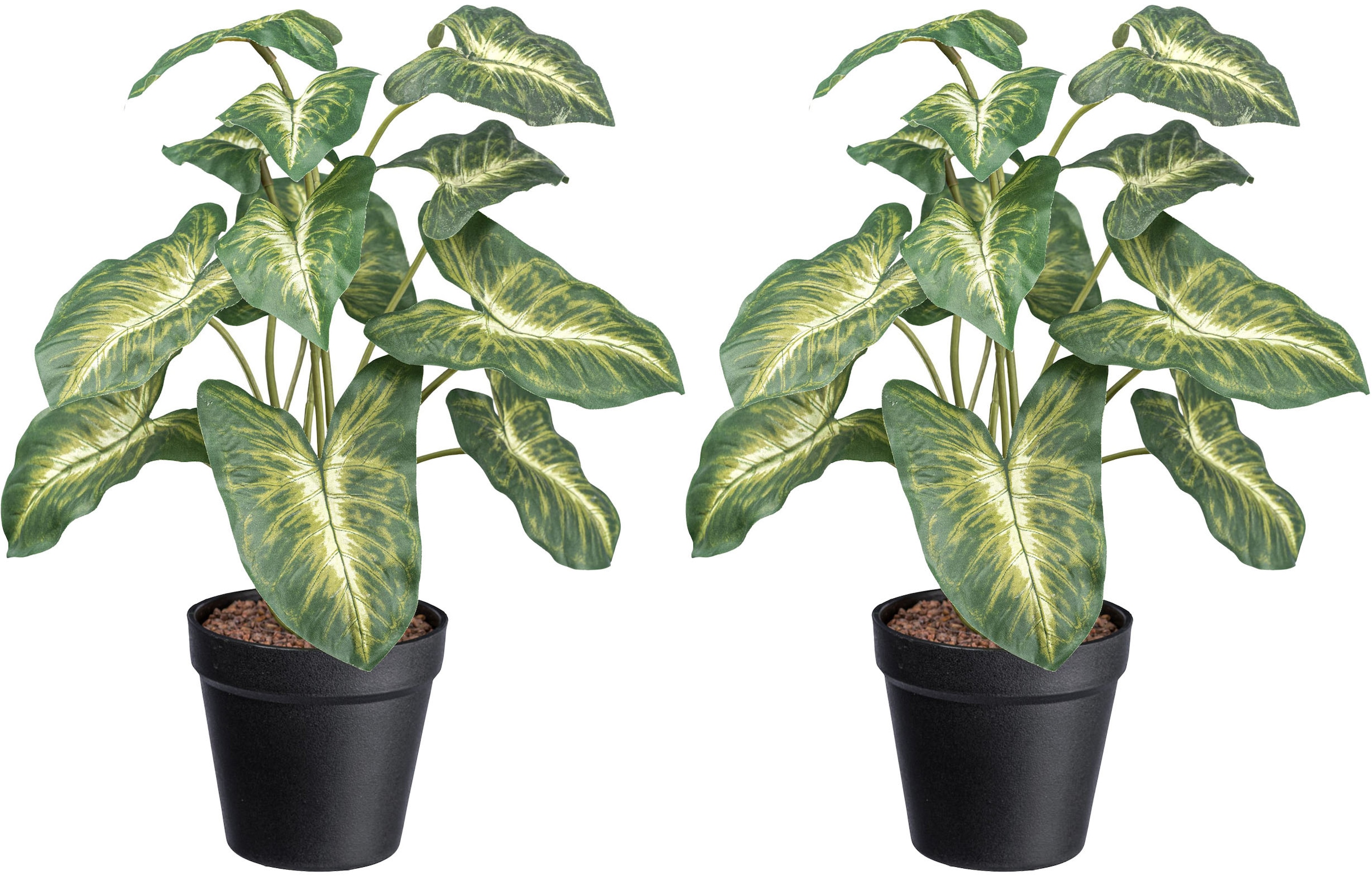 Creativ green Künstliche Zimmerpflanze »Syngonium Pixie« mit grüngelben Blättern