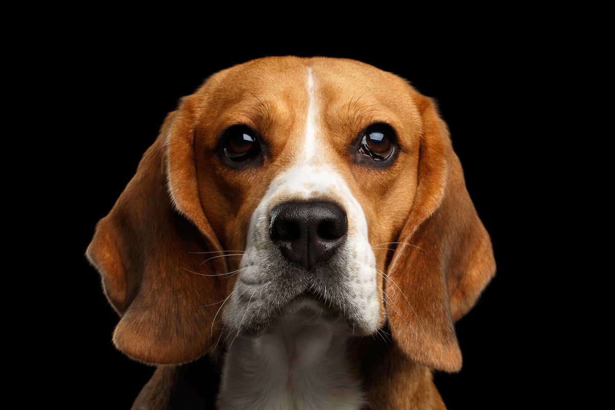 Papermoon "hund"