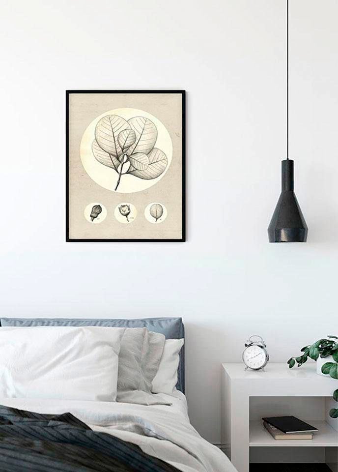 Komar Poster BAUR (1 Schlafzimmer, Kinderzimmer, Leaf«, | St.), »Transparent Pflanzen-Blätter, Wohnzimmer