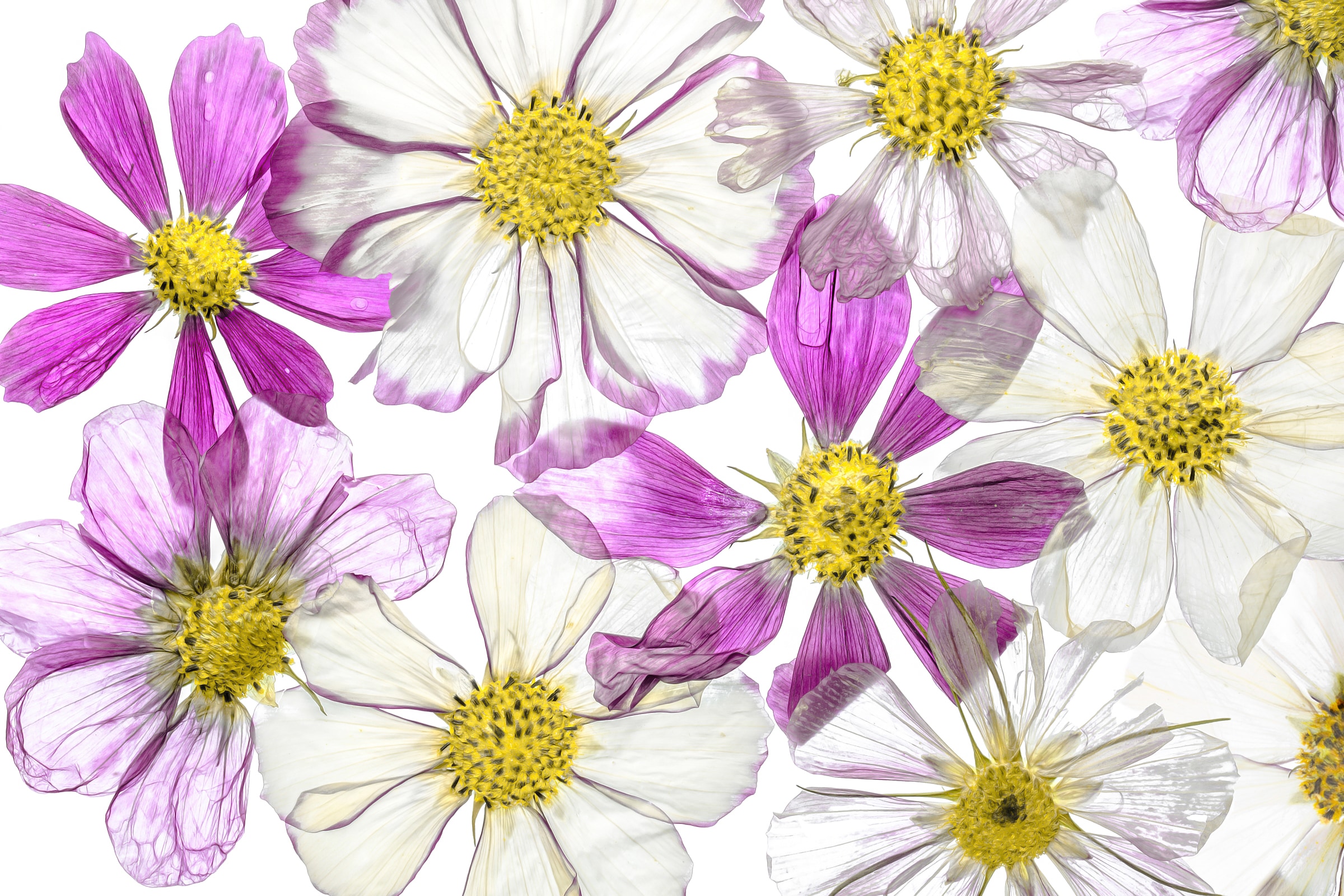 Papermoon Fototapete "Photo-Art MANDY DISHER, SOMMER HALTEN"