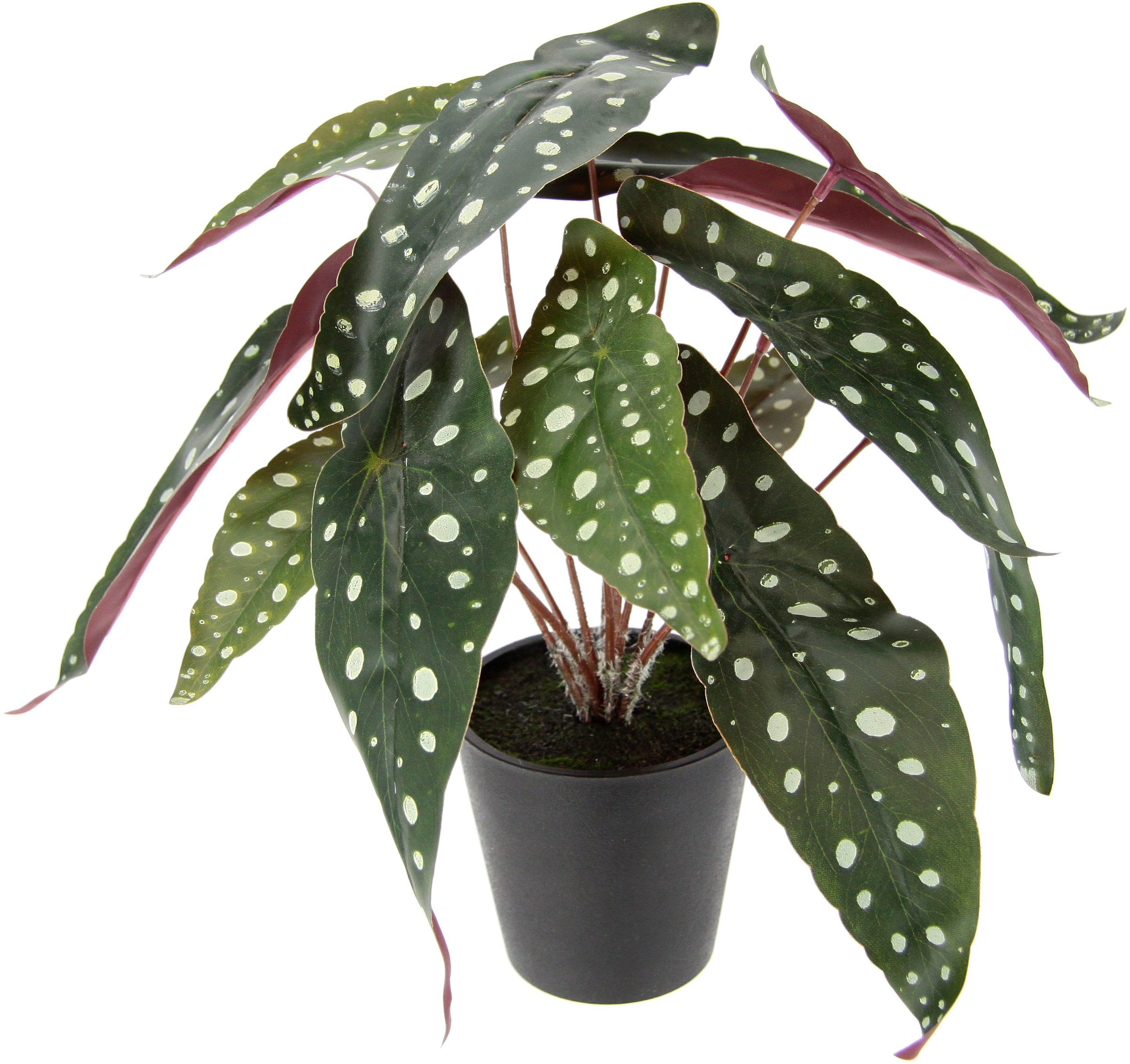 Thumbnail - I.GE.A. Kunstpflanze "Strauchbegonie" Im Topf, Seidenblumen, Real Touch Kunstpflanzen