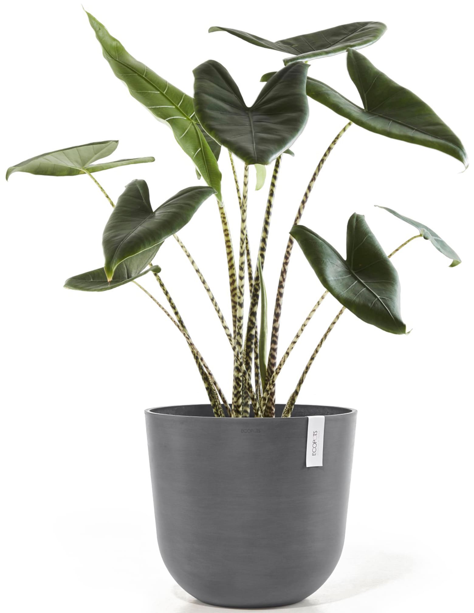 ECOPOTS Blumentopf »Oslo 45 + Wassersystem Grau«, für innen und außen: frostsicher, bruchsicher und lichtbeständig