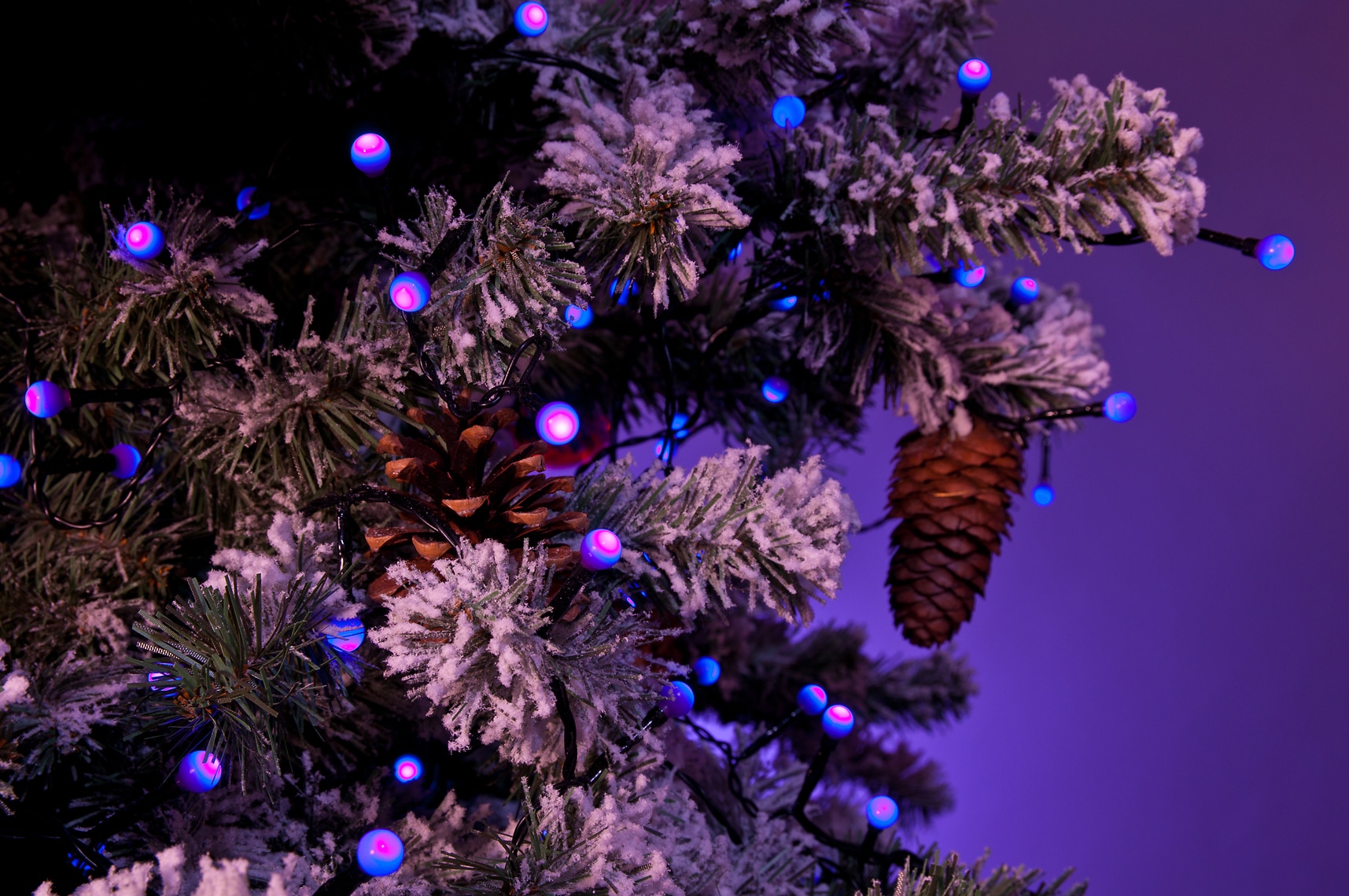 KONSTSMIDE LED-Lichterkette »Weihnachtsdeko aussen«, 80 Dioden LED runde bestellen St.-flammig, | purpurfarbene BAUR 80 Globelichterkette, Dioden