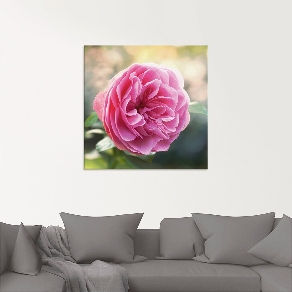 Artland Glasbild »Rosa Rose im Gegenlicht«, Blumen, (1 St.), in verschiedenen Größen