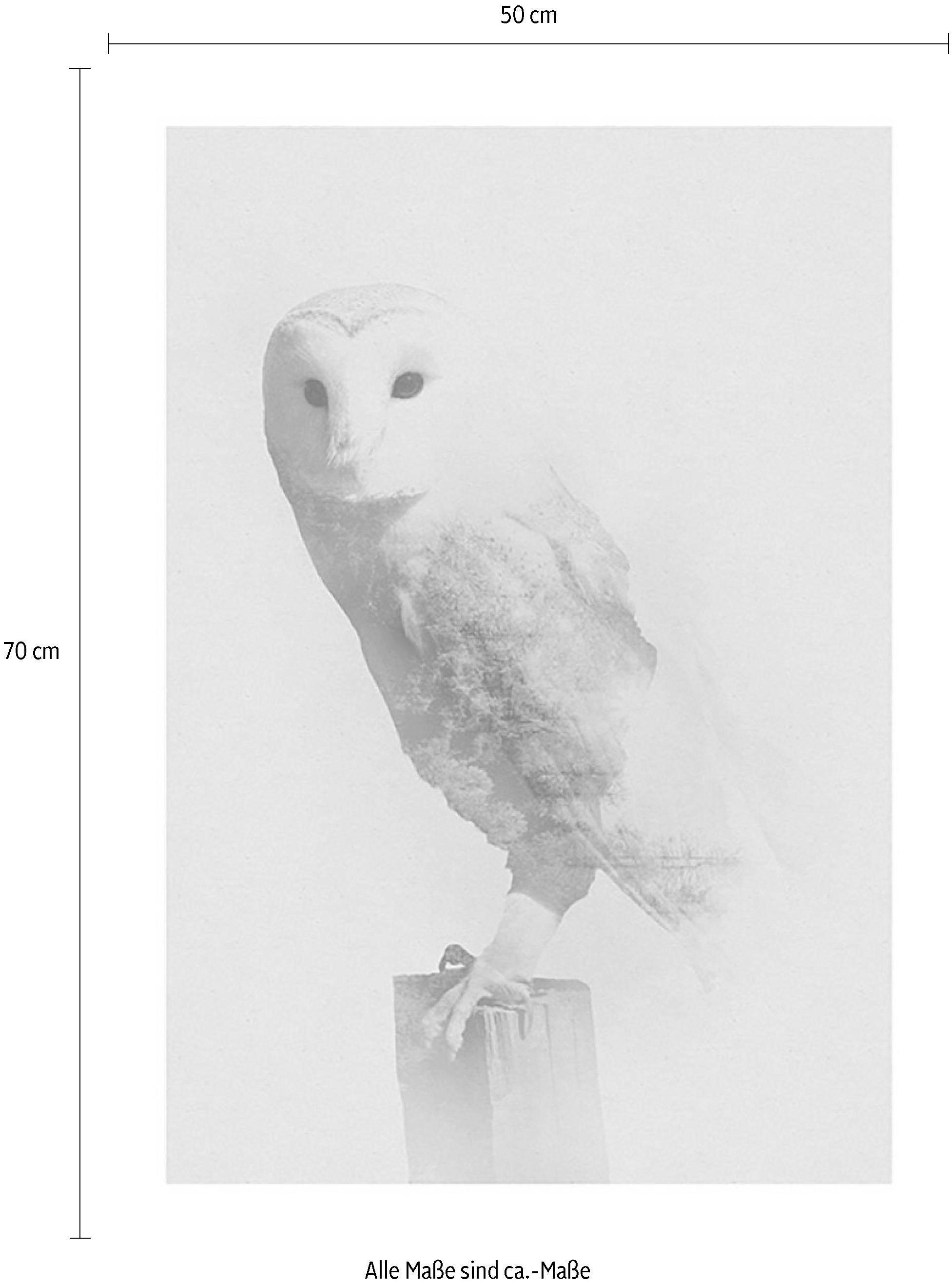 Komar Bild »Animals Forest Owl«, Tiere, (1 St.), Wandbild zur Dekoration - ohne Rahmen