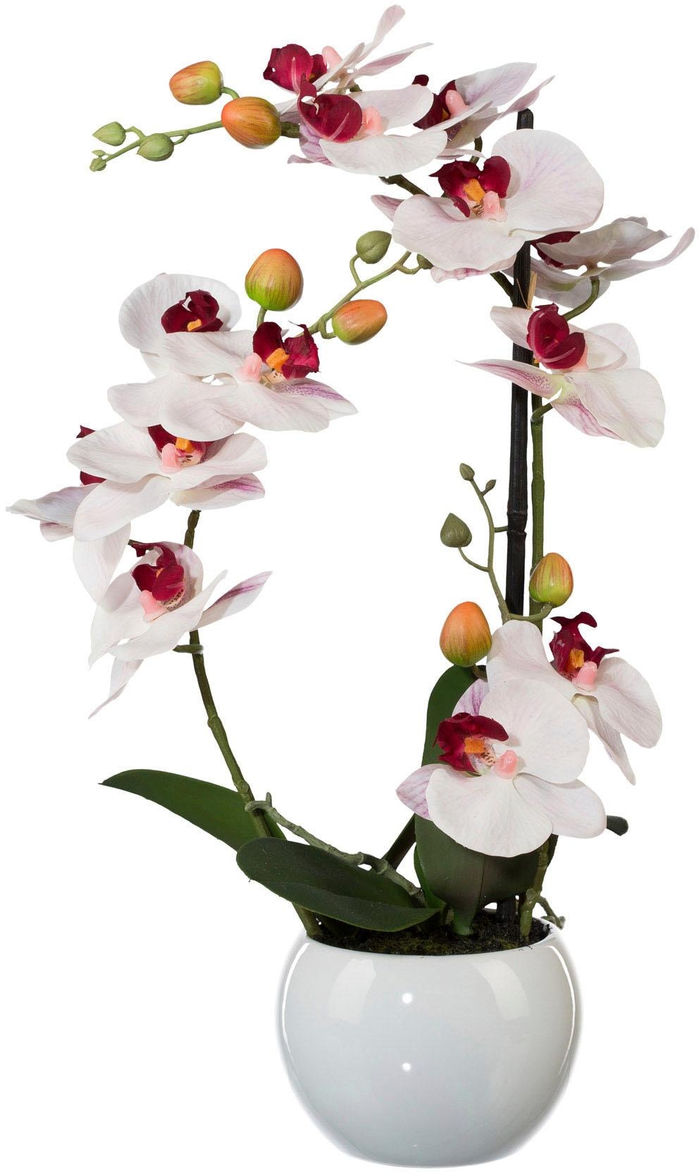 Creativ green Kunstpflanze »Phalaenopsis«