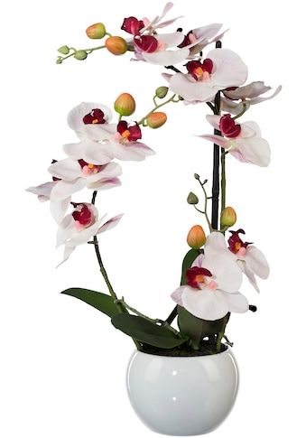 Creativ green Kunstpflanze »Phalaenopsis«