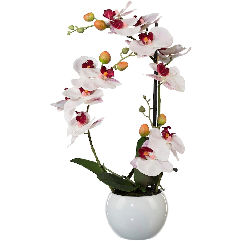 Creativ green Kunstpflanze »Phalaenopsis«