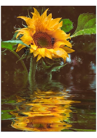 Artland Paveikslas »Sonnenblume« Blumen (1 St....