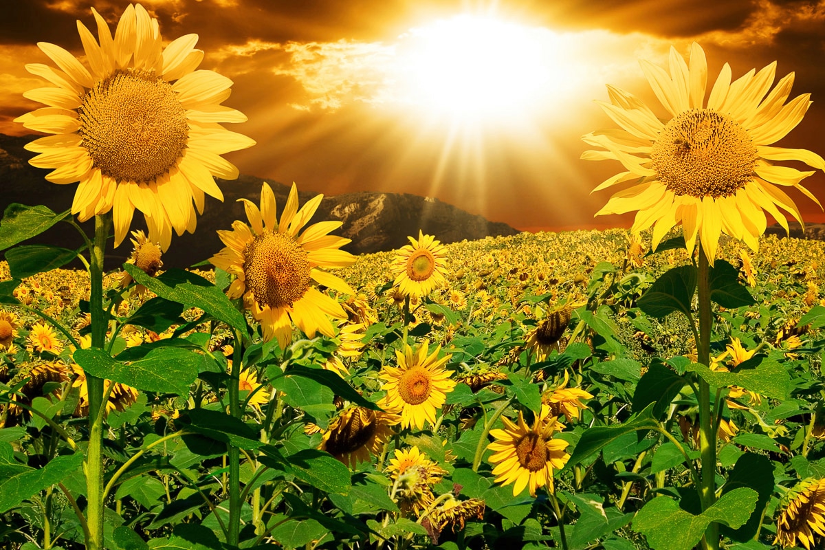 Papermoon Fototapete »Sonnenblumen«