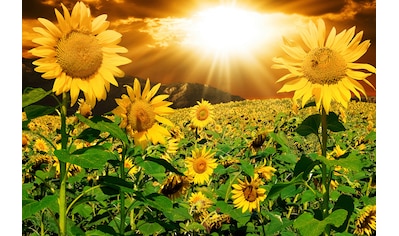 Fototapete »Sonnenblumen«