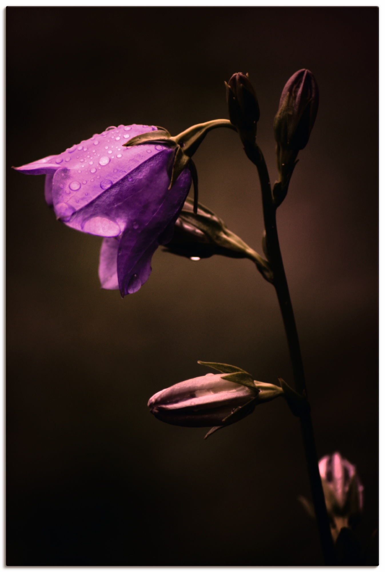 BAUR Black | Größen Artland »Glockenblume«, Wandaufkleber Poster als Blumen, oder (1 Friday Wandbild in Alubild, versch. St.), Leinwandbild,