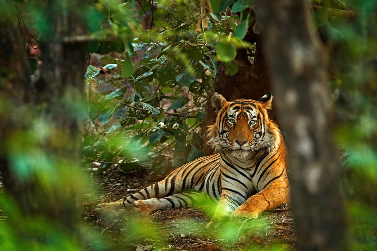 Papermoon "Tiger im Wald"