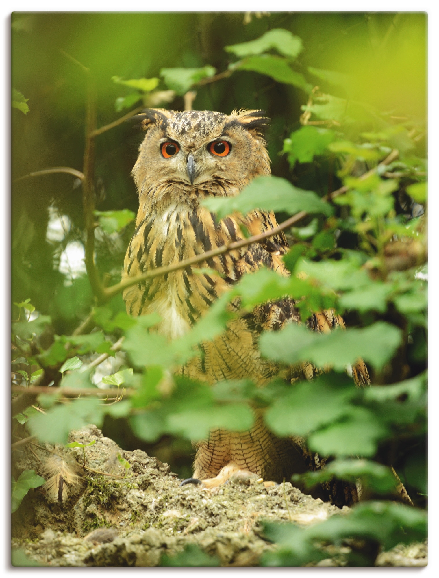 Artland Leinwandbild "Vogel Uhu" Vögel 1 Stk. tlg. auf Holzrahmen gespannt