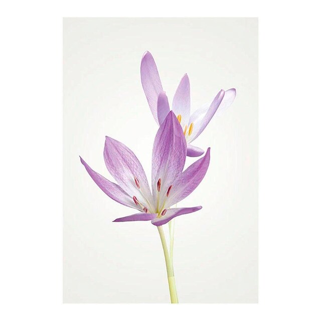 Komar Poster »Autumn Crocus«, Blumen, (1 St.), Kinderzimmer, Schlafzimmer,  Wohnzimmer | BAUR