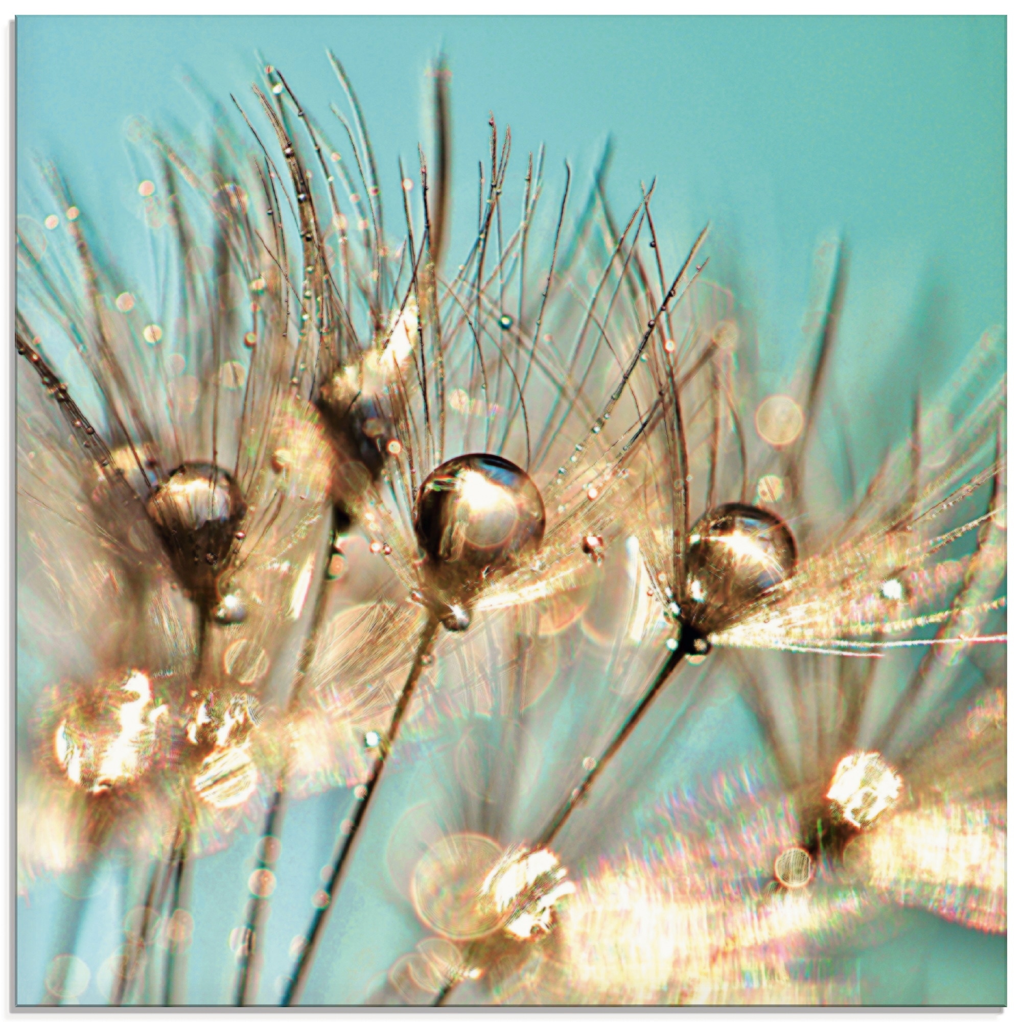 Artland Glasbild "Pusteblume Goldener Tau", Blumen, (1 St.), in verschiedenen Größen