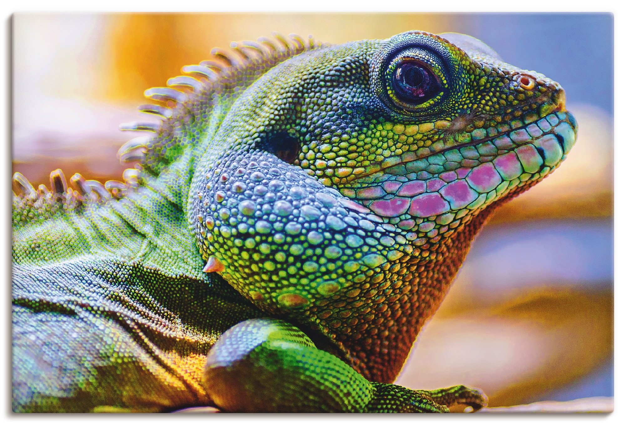 Leinwandbild »Farbiger Kopf eines Leguan«, Reptilien, (1 St.), auf Keilrahmen gespannt
