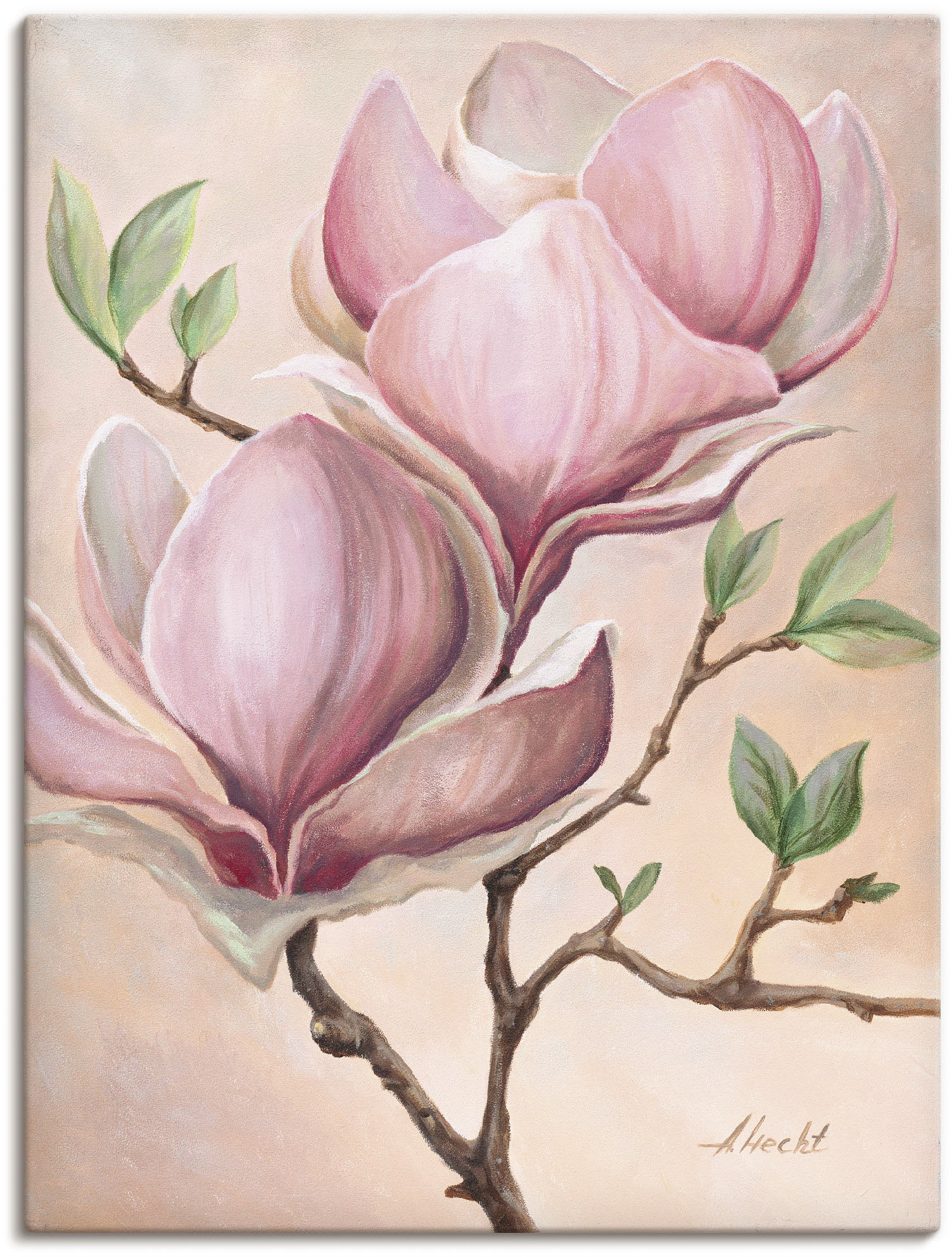 Artland Wandbild "Magnolienblüten" Blumen 1 Stk. tlg. als Leinwandbild, Poster in verschied. Größen