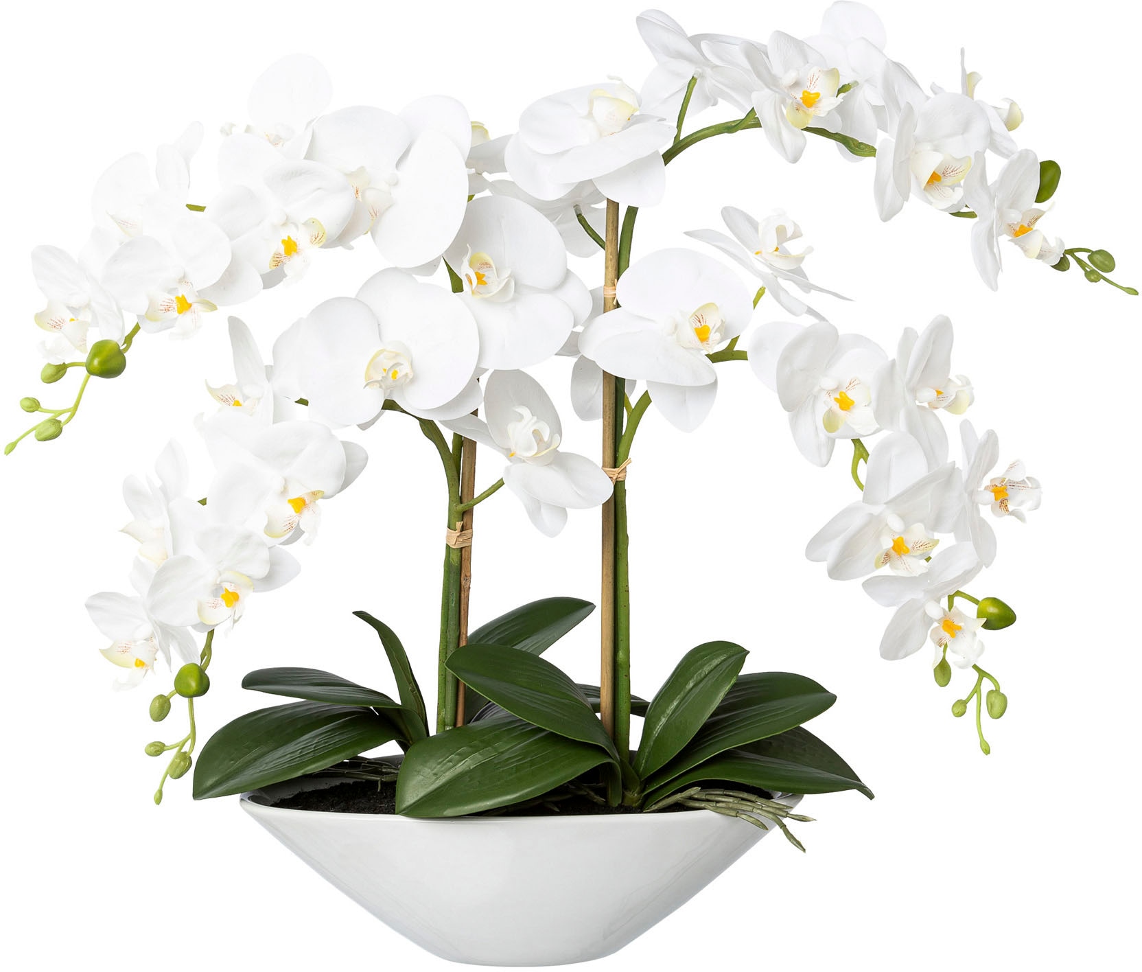 Künstliche Orchideen SALE & Outlet %% günstige Angebote | BAUR