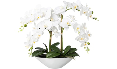 Künstliche Orchideen SALE & Outlet %% günstige Angebote | BAUR