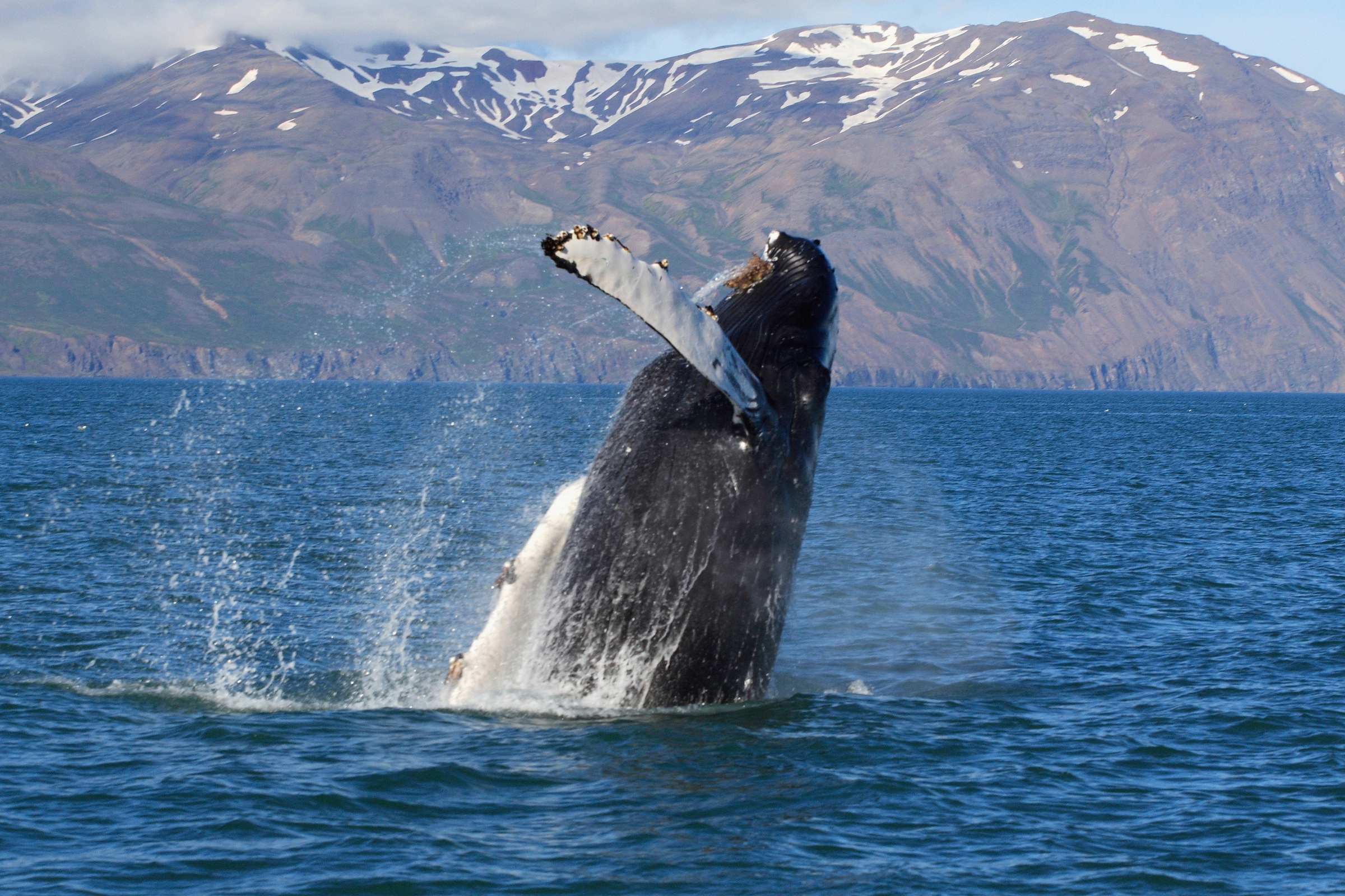 Papermoon Fototapete »WALE-ORCA TIER SEE OZEAN MEER WASSER ISLAND DELFINE XXL«