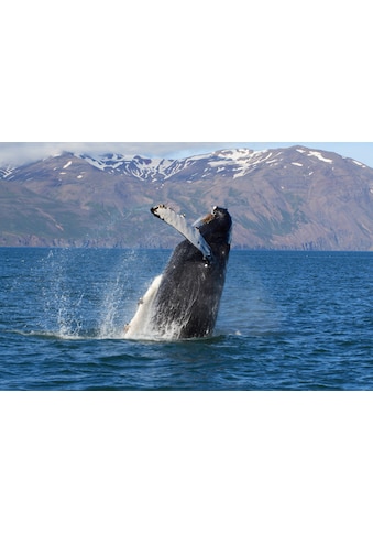 Fototapete »WALE-ORCA TIER SEE OZEAN MEER WASSER ISLAND DELFINE XXL«