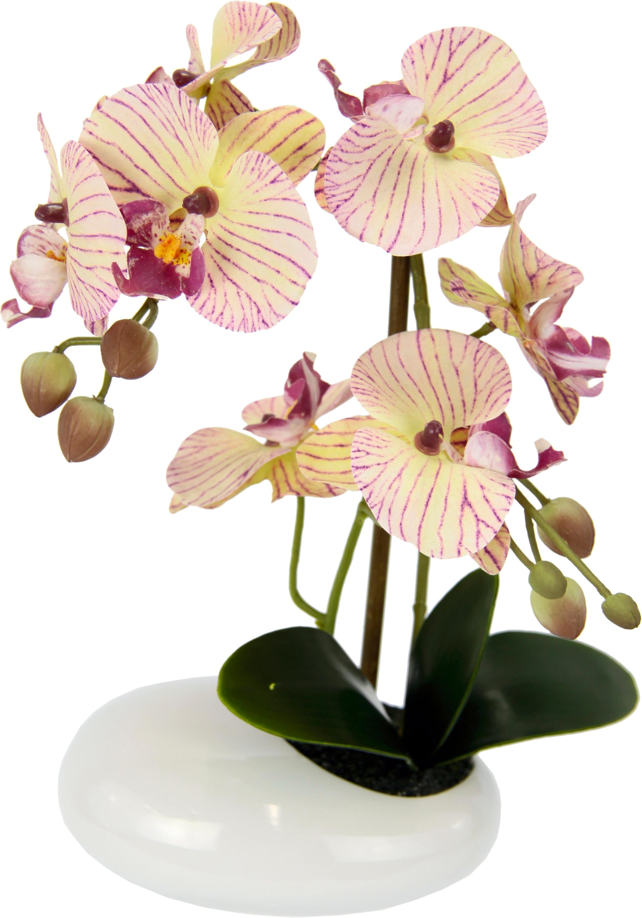 I.GE.A. Kunstpflanze »Phalaenopsis in Schale«