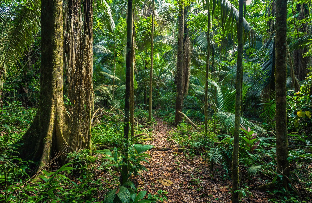 Papermoon Fototapete »REGEN-WALD-AMAZONAS PERU MANO PARK WEG BÄUME SYDAMERIKA«