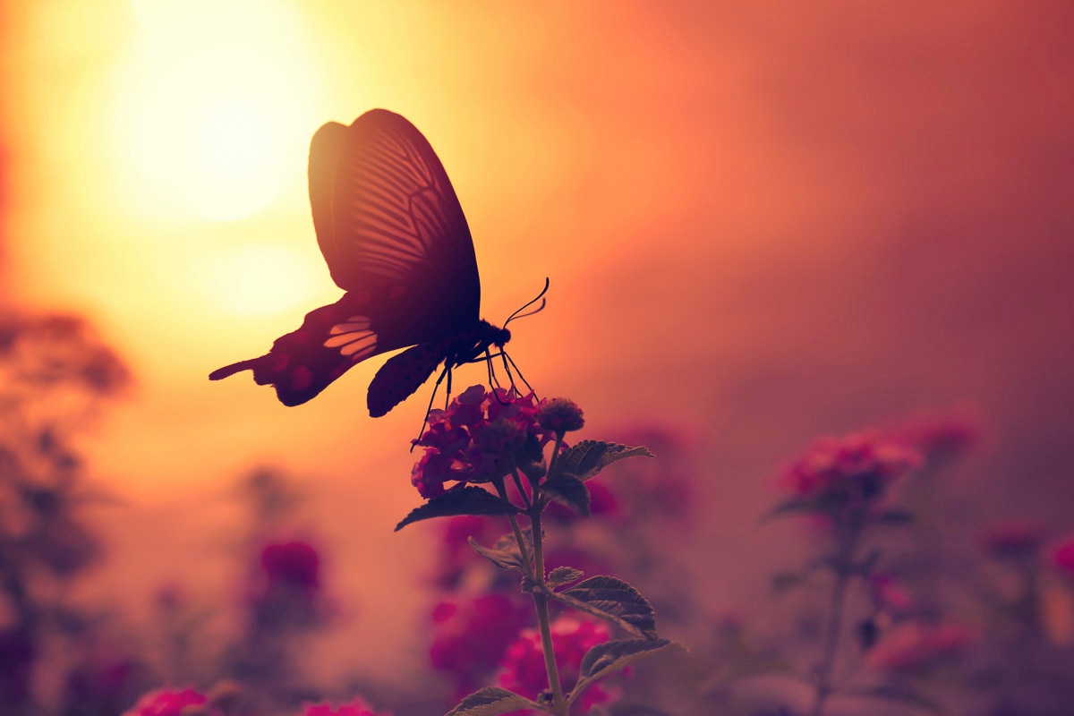 Papermoon Fototapete "Schmetterling auf Blume"