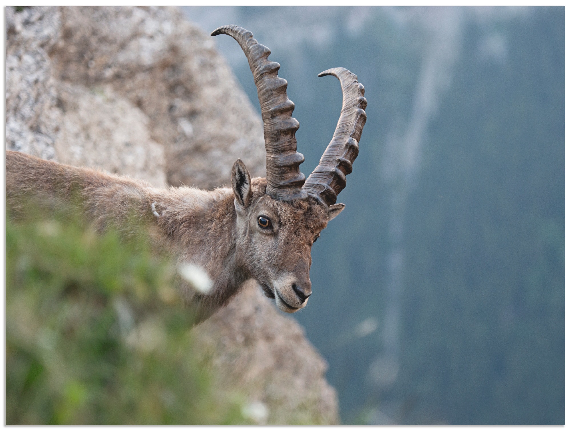 Black Friday Artland oder Alubild, Größen Poster versch. | St.), Wandaufkleber (1 als Wandbild Wildtiere, »Steinbock«, Leinwandbild, BAUR in