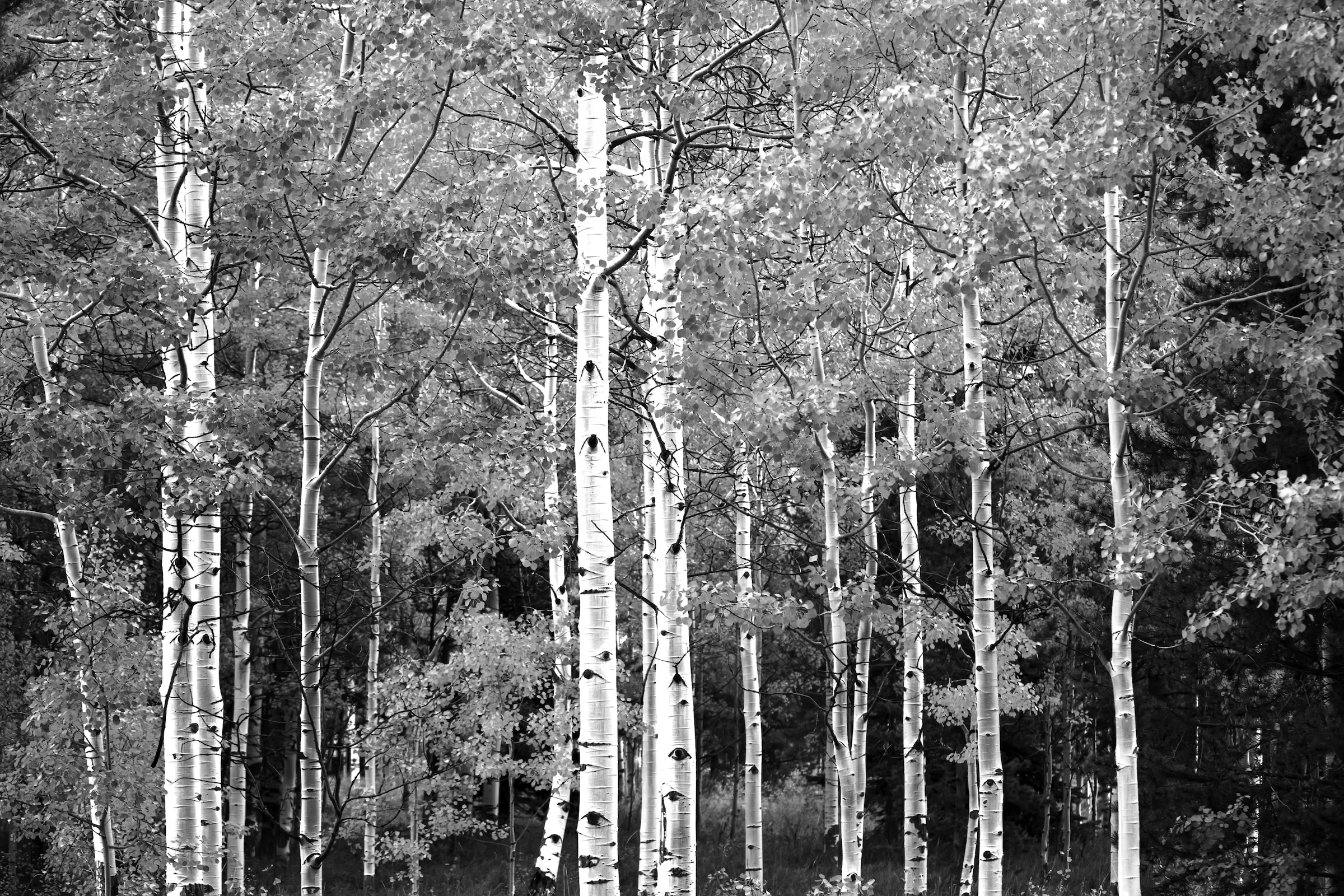 Papermoon Fototapete "Wald Schwarz & Weiß"