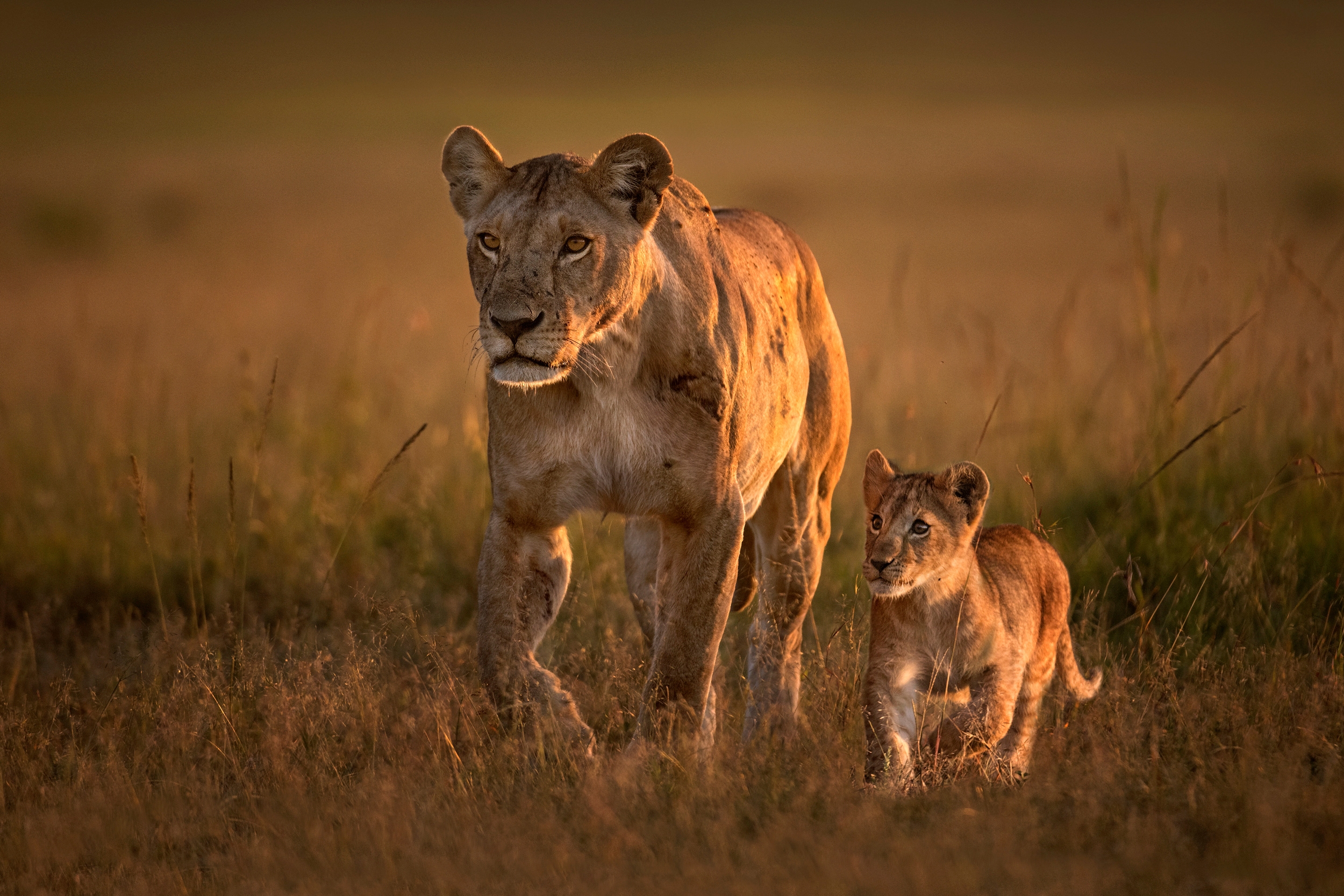 Papermoon Fototapete "Photo-Art XAVIER ORTEGA, MOM LÖWIN MIT CUB"