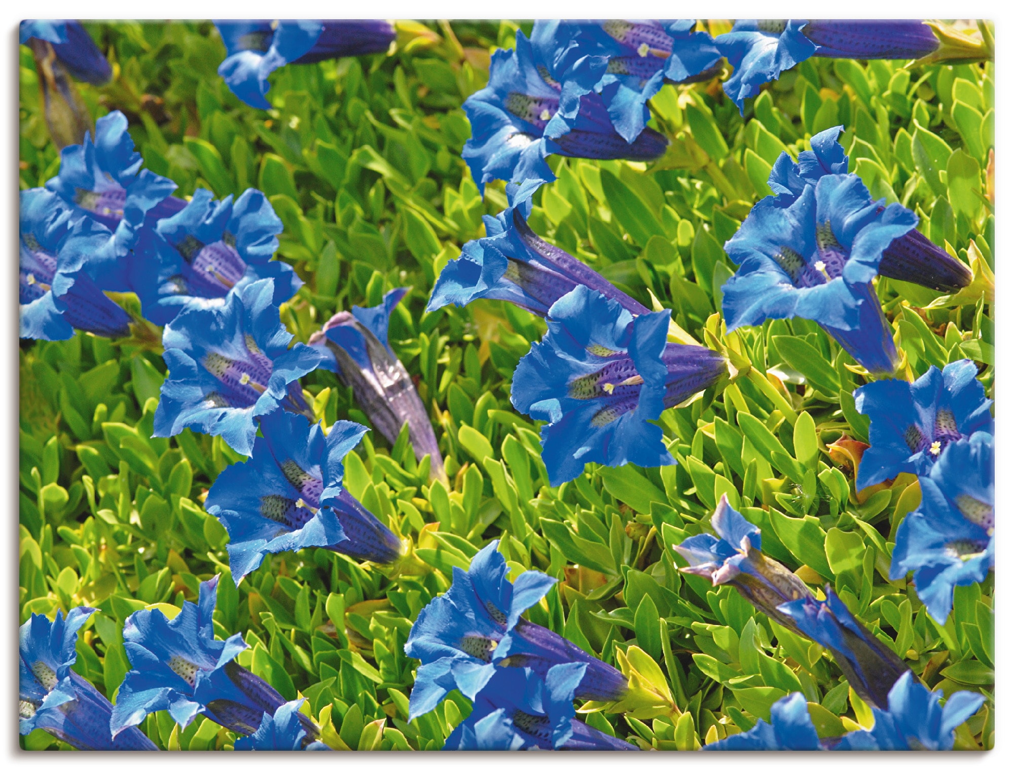 Artland Leinwandbild "Enzian" Blumenwiese 1 Stk. tlg. auf Holzrahmen gespannt