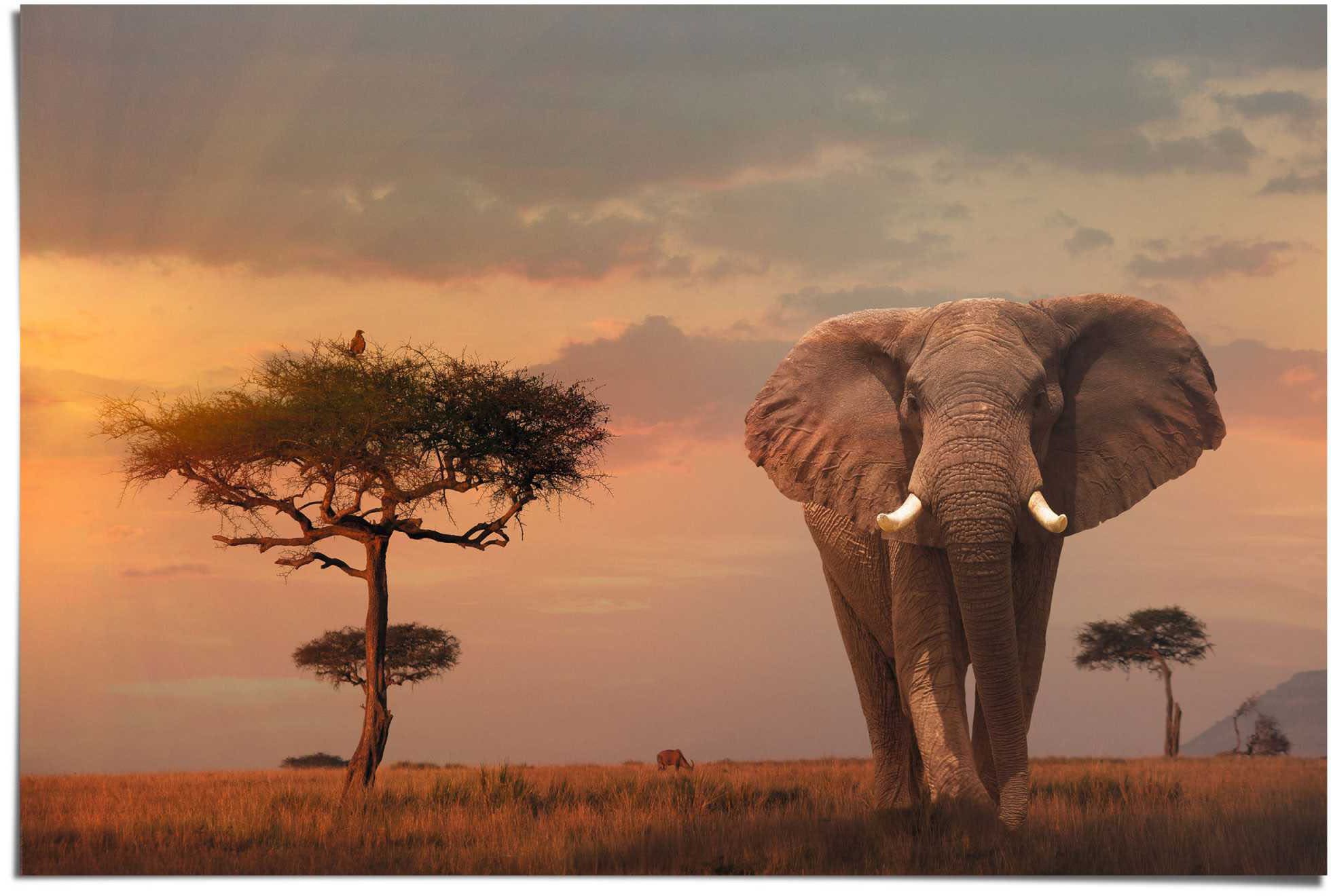 Reinders! Poster »Afrikas Wildtiere Elefant« (1 ...