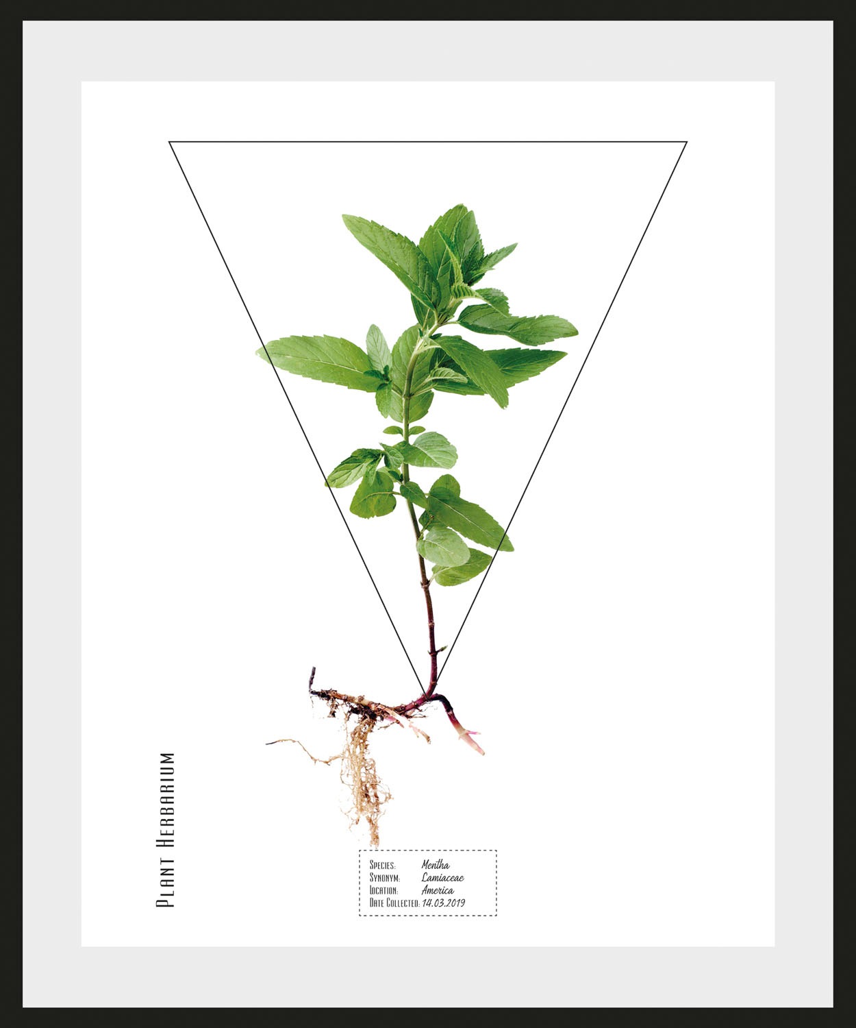 queence Bild "Mentha", Pflanzen-Pflanzenbilder-Schriftzug, (1 St.), HD Prem günstig online kaufen