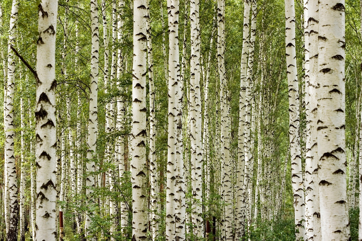 A.S. Création Vliestapete "Birkenwald-Tapete Naturgrün Weiß Fototapete Wald" matt glatt