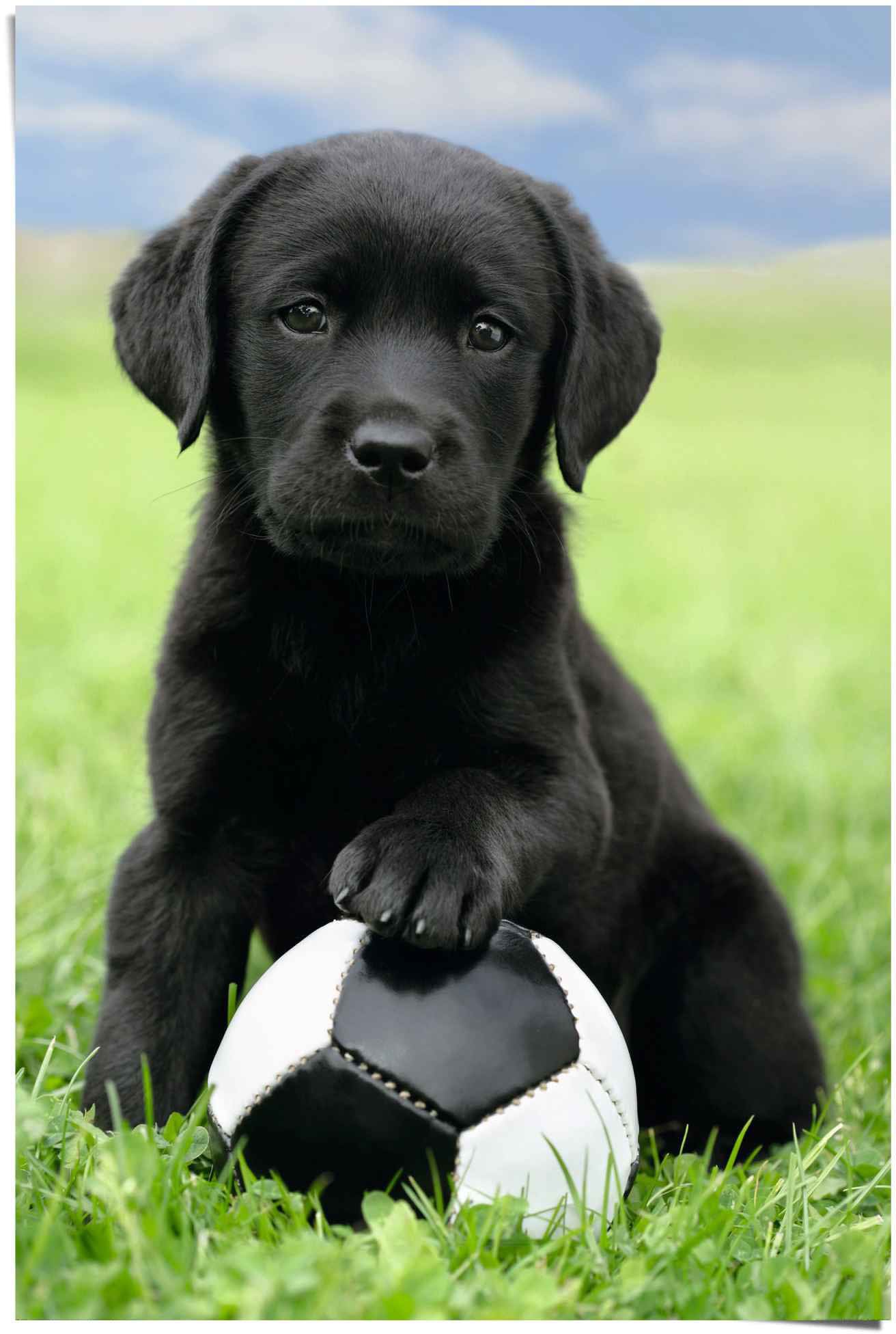 Reinders Poster "Labrador Welpe Fußball" 1 Stk. tlg. günstig online kaufen