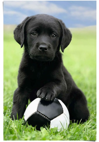 Poster »Labrador Welpe Fußball«, (1 St.)