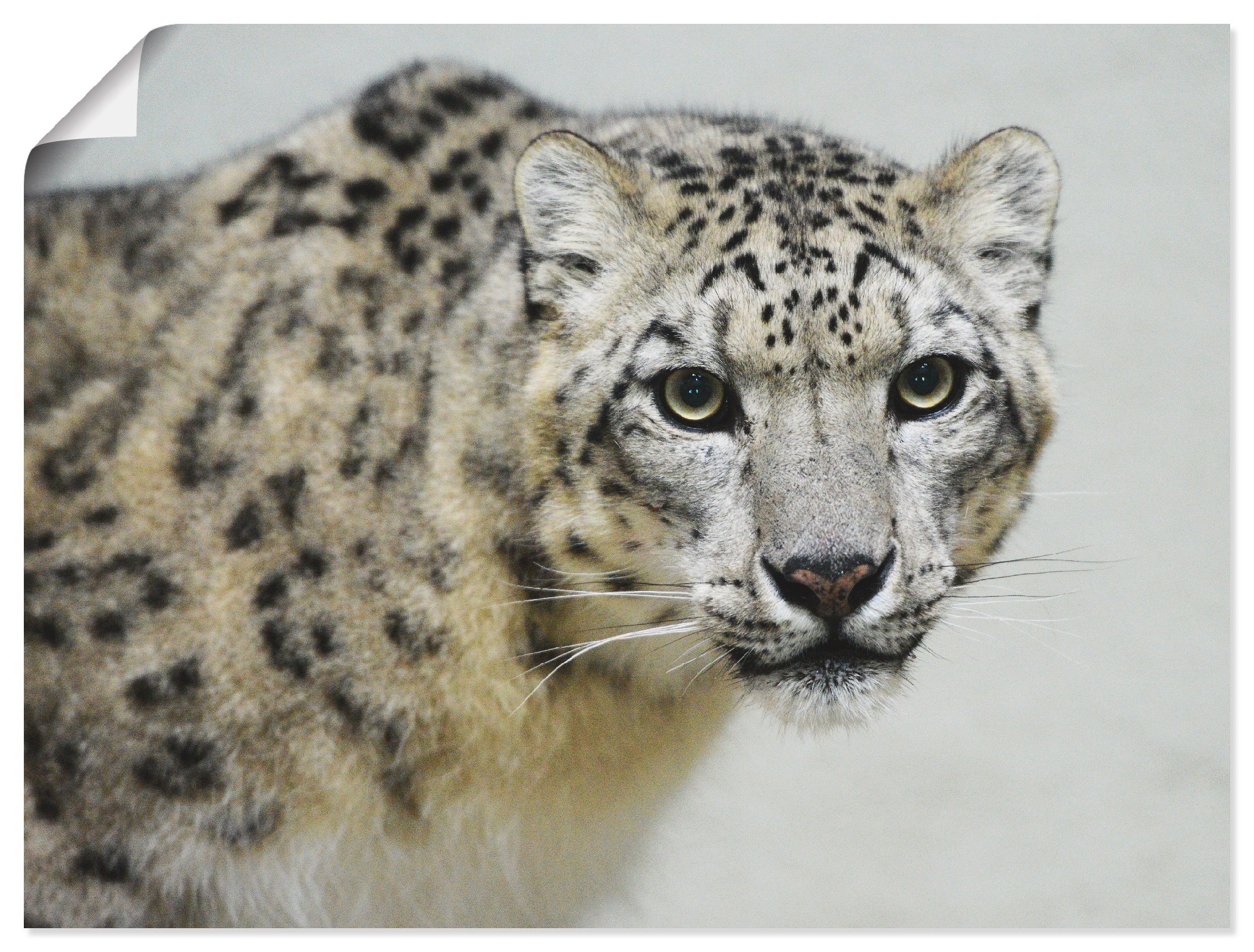 St.), | Größen (1 Friday Artland Wildtiere, als Wandbild versch. oder Alubild, Wandaufkleber in »Schneeleopard«, Black Leinwandbild, Poster BAUR