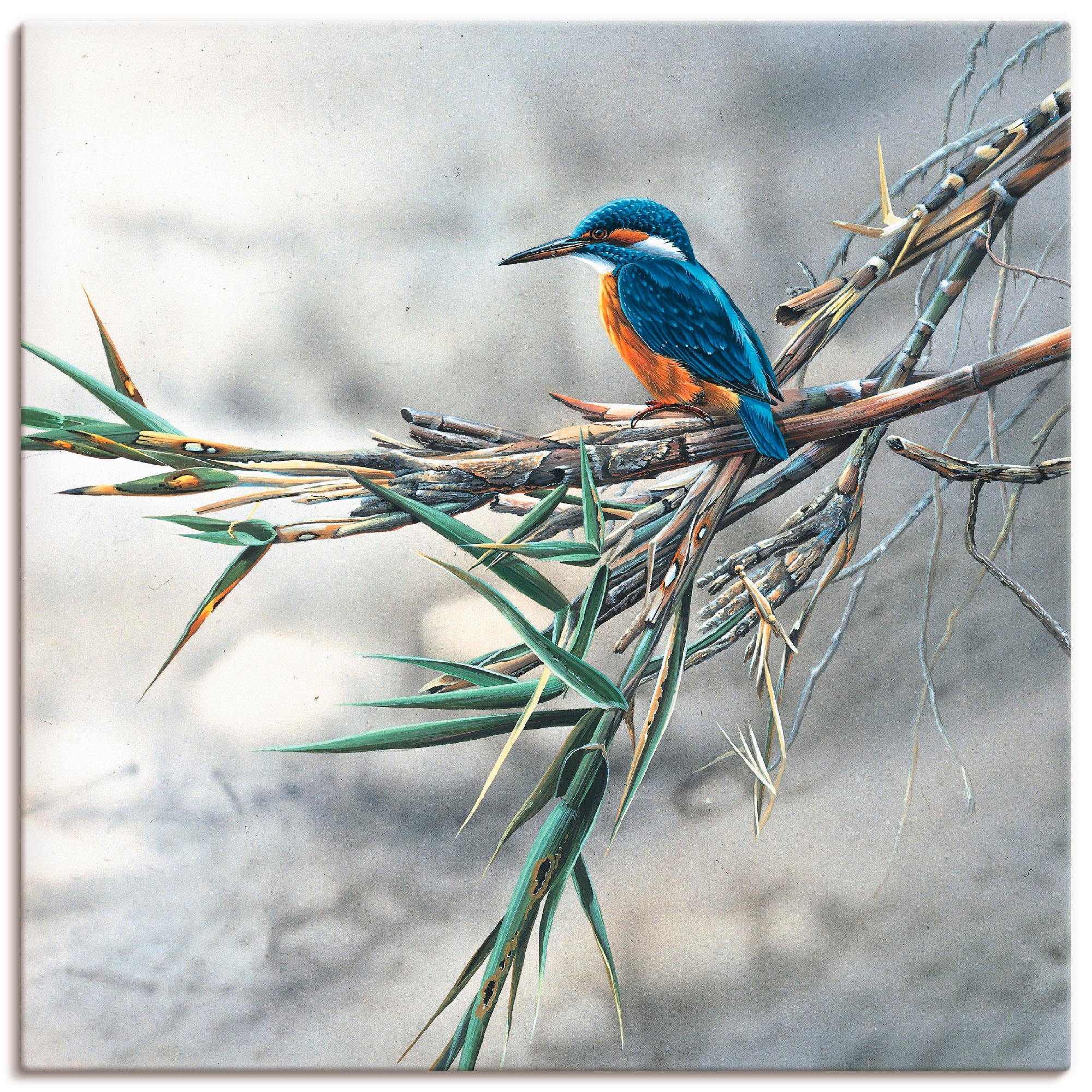 Artland Wandbild "Eisvogel I" Vögel 1 Stk. tlg. als Leinwandbild, Poster, W günstig online kaufen