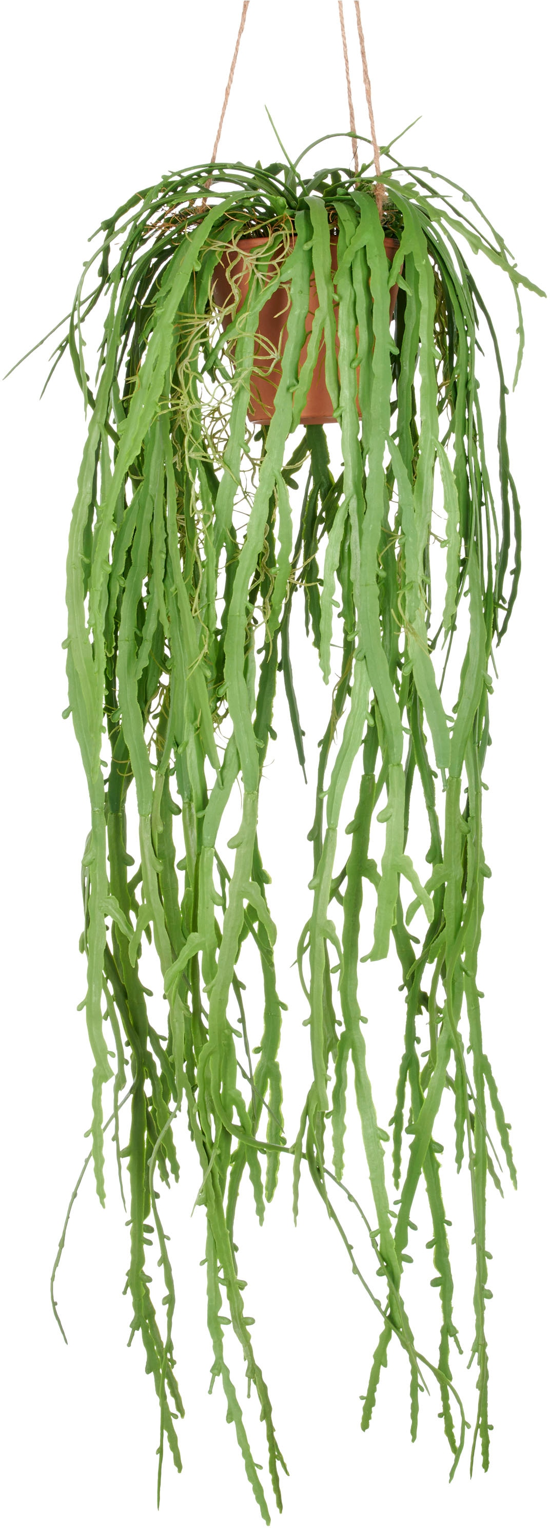 Creativ green Kunstpflanze "Hängende Rhipsalis crispata", mit zahlreichen R günstig online kaufen