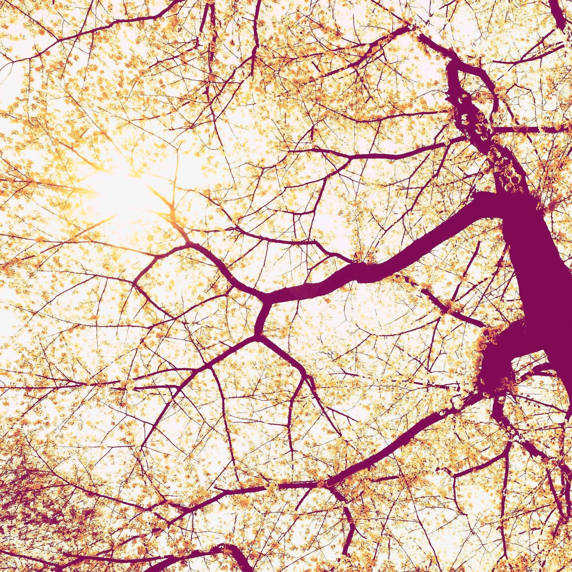 Komar Vliestapete »Sunshine« 250x250 cm (Bre...
