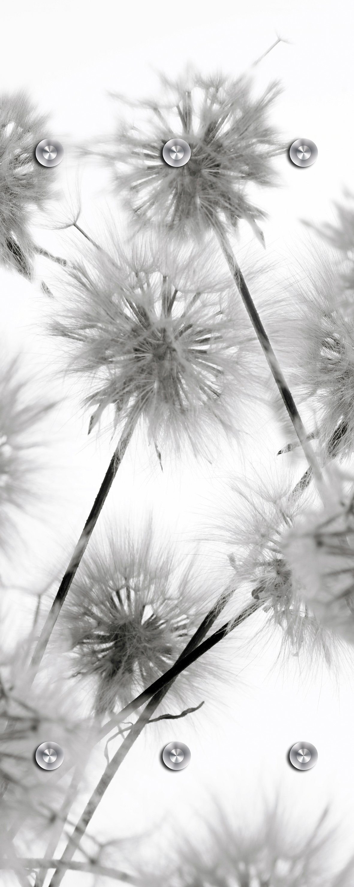 Garderobenleiste »Blüte«, mit 6 Haken, 50 x 120 cm